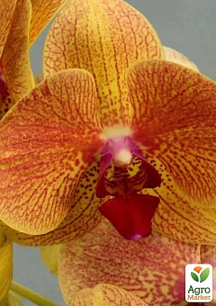 Орхідея Міні (Phalaenopsis) "Orange"2