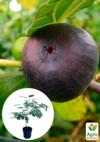 Інжир саджанець 3х-річний "Султан" (висота 70-90см)