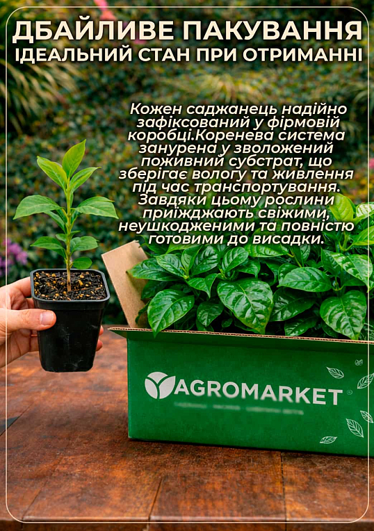Кофе "Арабика" рост 10-15 см - фото 6