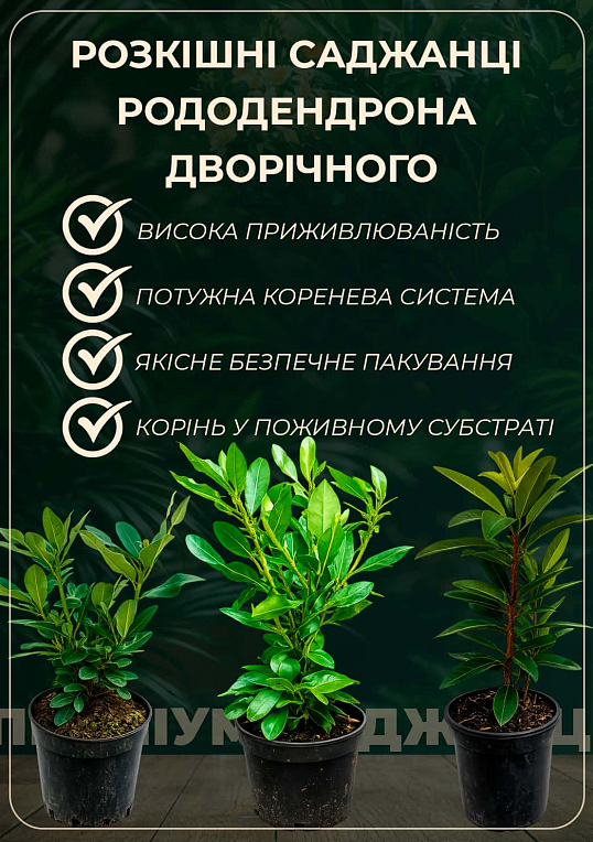 Рододендрон гибридный 2-х летний "Alfred" С2  высота 25-40см