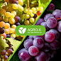 Мінеральне добриво BIOHYPER EXTRA "Для винограду" (Біохайпер Екстра) ТМ "AGRO-X" 100г цена