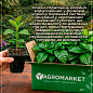 Кофе "Арабика" рост 10-15 см