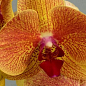 Орхидея Мини (Phalaenopsis) "Orange"