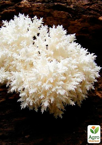 Мицелий на дубовых брусочках "Ежовик коралловидный" 10шт