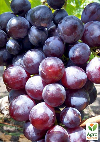Виноград "Рошфор" (ранній термін дозрівання, має хорошу стійкість до захворювань)