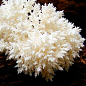 Міцелій на дубових брусочках "Їжовик коралоподібні" 10шт