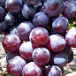 Виноград "Рошфор" (ранній термін дозрівання, має хорошу стійкість до захворювань)
