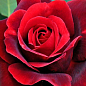 Троянда чайно-гібридна "Баркароль" (саджанець класу АА+) вищий сорт купить