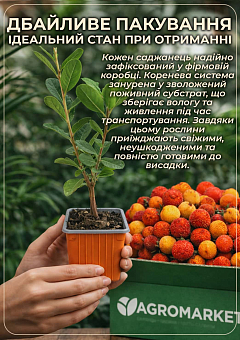 Арбутус розовоцветный "Rubra" (земляничное дерево) вазон Р91