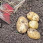 Насіннєва рання картопля "Вівіана" (на варіння, 1 репродукція) 1кг купить