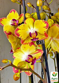 Орхидея (Phalaenopsis) "Papagayo"1