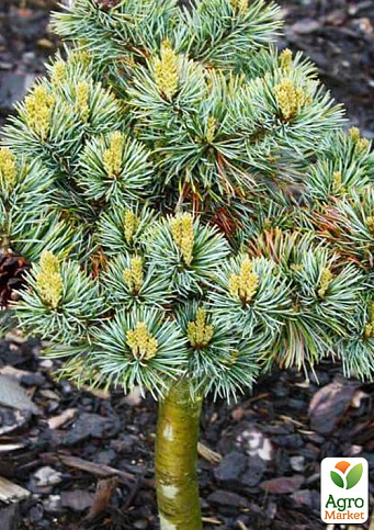 Сосна на штамбе "Беран" (Pinus parviflora "Beran") С2, высота от 30-50см - фото 3