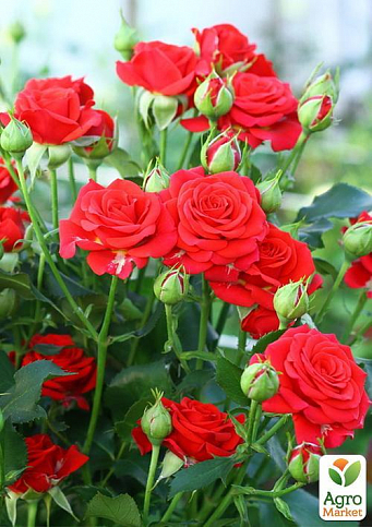 Роза мелкоцветковая (спрей) "Ред Хард" (саженец класса АА+) высший сорт - фото 3