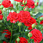 Роза мелкоцветковая (спрей) "Ред Хард" (саженец класса АА+) высший сорт цена