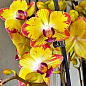 Орхідея (Phalaenopsis) "Papagayo"