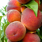Персик "Темира" (летний сорт, ранний срок созревания)