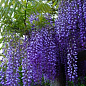 LMTD Вистерия (глициния) "Sinensis" 5-и летняя (высота 150-200см)