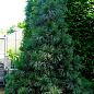 Сосна "Корейський кедр" (Pinus koraiensis) горщик P9