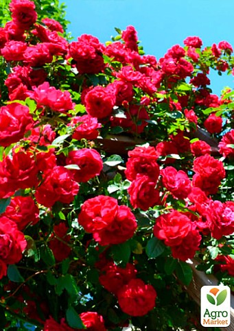 Роза плетистая "Фламентанз" (саженец класса АА+) высший сорт - фото 2