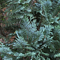 Кіпарисовик Lawsoniana "Pembury Blue" вазон P9 цена