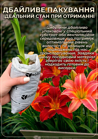 Лілійник "Mary Brown" - фото 3