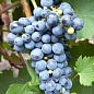 LMTD Виноград "Marechal Foch" (сортовой, укорененный)