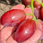 Виноград "Квазар" (надвеликий виноград із солодкою, хрусткою ягодою)