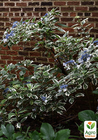Гортензия крупнолистная 3-х летняя "Mariesii Variegata" - фото 3