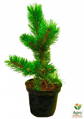 Сосна черная "Орегон Грин" ( Pinus nigra "Oregon Green") C2, высота 30-40см - фото 2