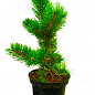 Сосна чорна "Орегон Грін" (Pinus nigra "Oregon Green") C2, висота 30-40см купить