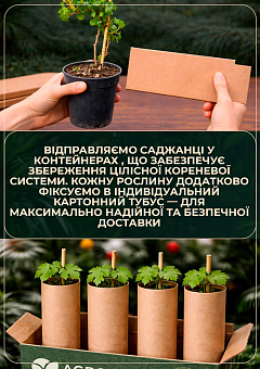 LMTD Виноград "Marechal Foch" (сортовой, укорененный)16