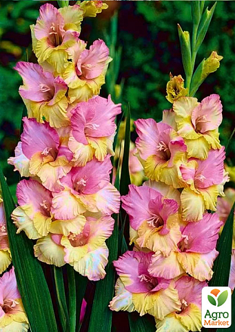 Гладіолус "Mon Amour" 3шт