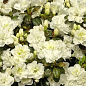 Азалия Японская "Снежная жемчужина"(Azalea japonica Schneeperlе)