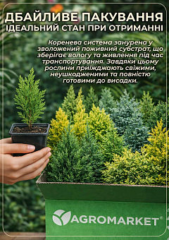 Кипарис Аризонський (Cupressus Arizonica) контейнер Р912