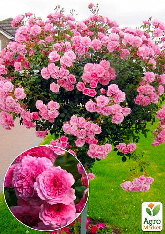 Окулянти Троянди на штамбі «Les Quatre Saisons»