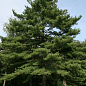 Сосна Веймутова 6-и летняя (Рinus strobus) С5, высота 80-100см