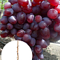 Виноград десертний "Полонез" (вкорінений саджанець у контейнері)