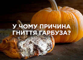 Чому гниють плоди гарбуза — причини та профілактика | Agro-market