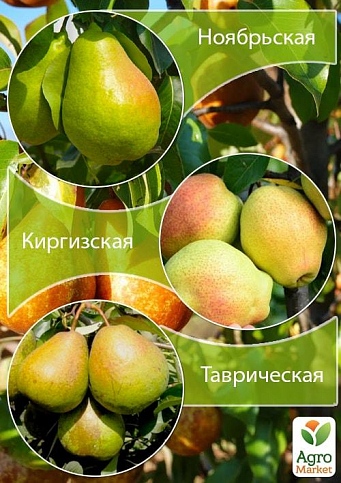 Дерево-сад Груша "Листопадова + Киргизька + Таврійська" 1 саджанець в упаковці