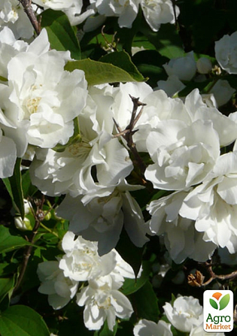 Жасмин гибридный садовый (чубушник) "Bouquet Blanc" 2х летний (вазон С2) - фото 4