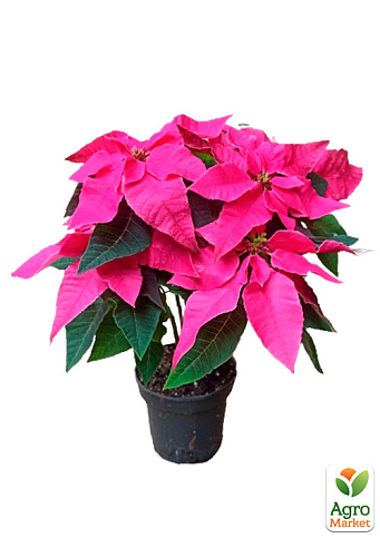 Пуансеттія "Maren Pink" (Різдвяна Зірка) - фото 3
