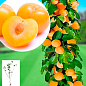 Слива-абрикос колоновидная "Априум" укорененная в контейнере (саженец 2 года)