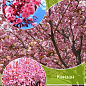 Сакура на штамбе "Роял Бургунди+Канзан"