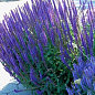 Шалфей Sallyfun "Blue Lagoon" (Salvia farinacea)