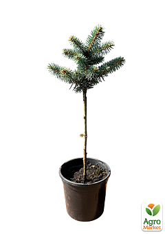Ель серебристо-голубая на штамбе "Glauca Globosa" С1,5, высота 20-30см20