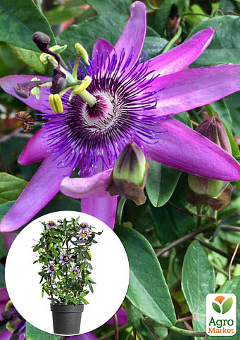 LMTD Пассифлора (маракуйя) 2-х летняя "Amethyst" (40-60см)
