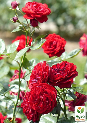Троянда дрібноквіткова (спрей) "Таманго" (саджанець класу АА+) вищий сорт - фото 3