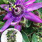 LMTD Пассифлора (маракуйя) 2-х летняя "Amethyst" (40-60см)