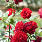 Роза мелкоцветковая (спрей) "Таманго" (саженец класса АА+) высший сорт цена