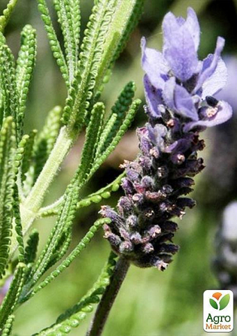 Лаванда зубчаста "Royal Krown" (контейнер № 10, висота 10-15 см) - фото 5